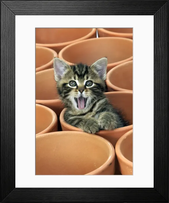 Framed Print : Kitten in flower pot Framed Print : Kitten in flower pot