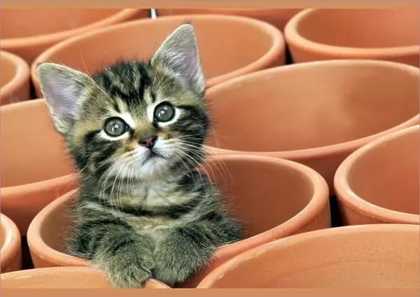 Kitten in flower pot