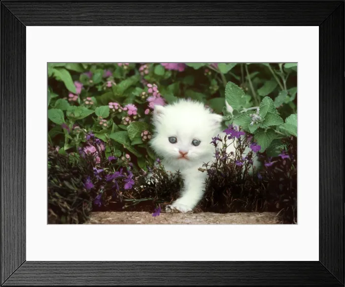 Framed Print : Cat - Kitten climbing amongst garden flowers Framed Print : Cat - Kitten climbing amongst garden flowers