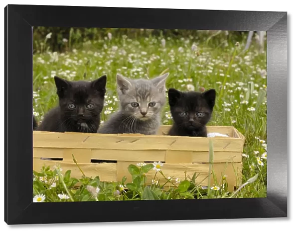 Cat - Kittens in box