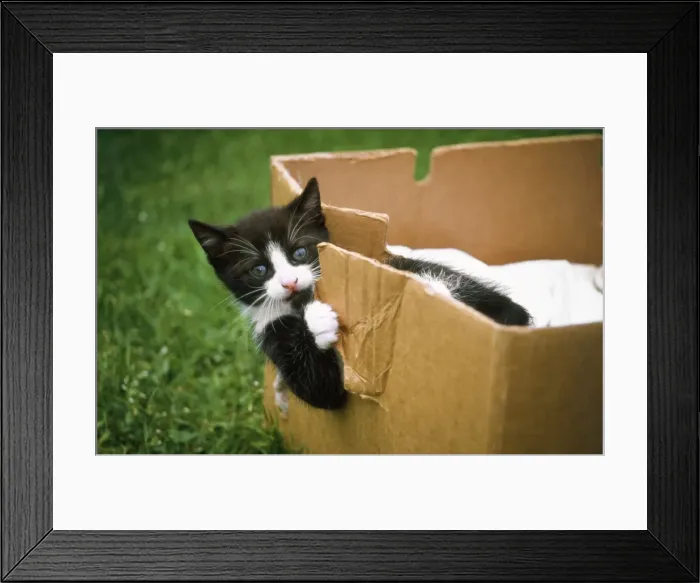 Framed Print : Domestic Cat - kitten playing in cardboard box Framed Print : Domestic Cat - kitten playing in cardboard box