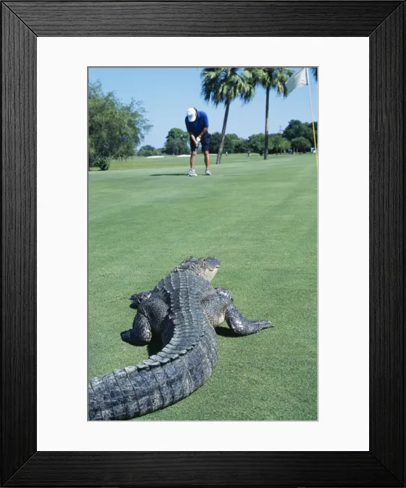 Framed Print : American Alligator - shows humans encroaching on habitat of Alligator. Florida Framed Print : American Alligator - shows humans encroaching on habitat of Alligator. Florida