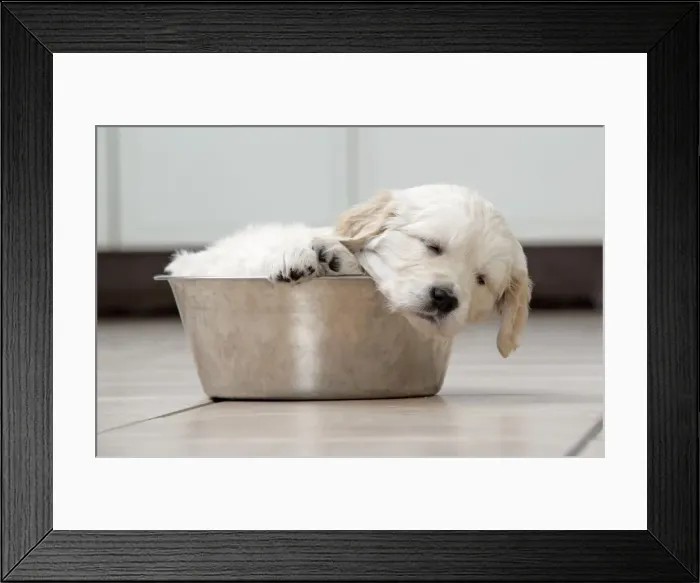 Framed Print : Dog. Golden Retriever puppy (6 weeks) sleeping in dog bowl Framed Print : Dog. Golden Retriever puppy (6 weeks) sleeping in dog bowl