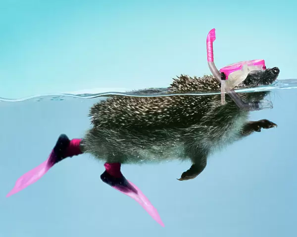 Hedgehog - swimming in mask anorkel & flippers Digital Manipulation: JD mask & snorkel, VT flippers added