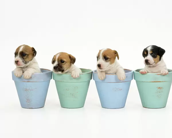 Jack Russell Terrier Dog - puppies in flowerpots
