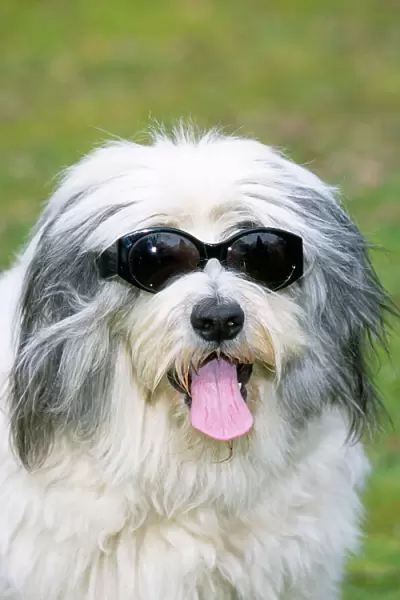 Polish Lowland Sheepdog - wearing sunglasses