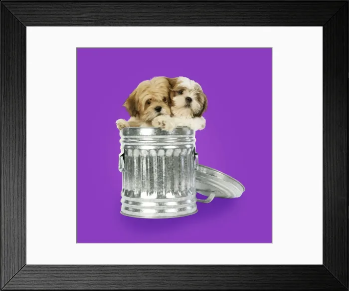 Framed Print : DOG - Lhasa Apso & Shih Tzu puppies in a dustbin. Background colour changed Framed Print : DOG - Lhasa Apso & Shih Tzu puppies in a dustbin. Background colour changed
