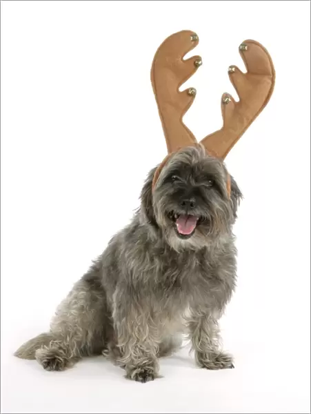 DOG - Pugairn - Pug cross Cairn Terrier wearing antlers