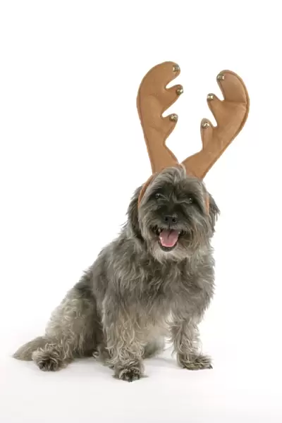 DOG - Pugairn - Pug cross Cairn Terrier wearing antlers