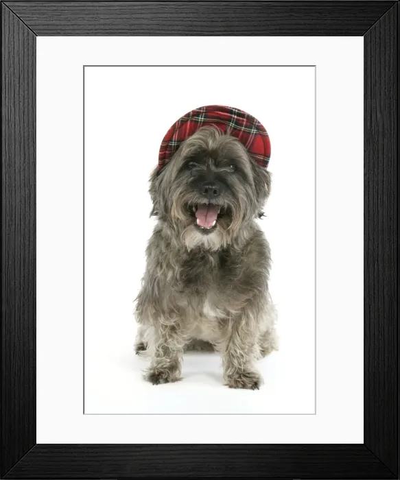 Framed Print : DOG - Pugairn - Pug cross Cairn Terrier wearing a tartan hat Framed Print : DOG - Pugairn - Pug cross Cairn Terrier wearing a tartan hat