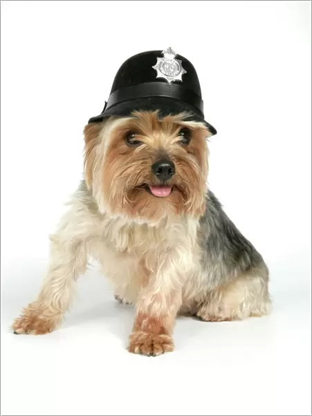 DOG. Yorkshire terrier wearing police hat