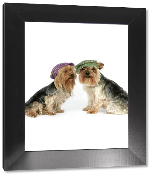 DOG. Two Yorkshire terriers wearing hats