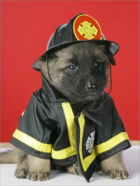 DOG. Belgian Shephard (Tervuren) puppy dressed in firemans outfit