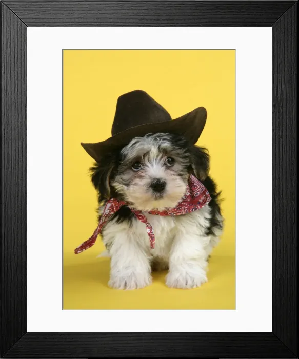 Framed Print : Dog. Lhasa Apso cross puppy (7 weeks old) in cowboy outfit Framed Print : Dog. Lhasa Apso cross puppy (7 weeks old) in cowboy outfit