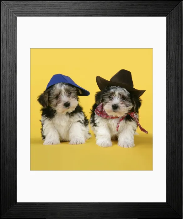 Framed Print : Dog. Lhasa Apso cross puppies (7 weeks old) wearing hats and scarf Framed Print : Dog. Lhasa Apso cross puppies (7 weeks old) wearing hats and scarf