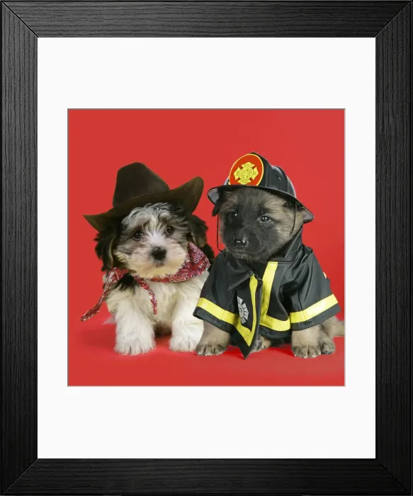 Framed Print : DOG. Belgian Shephard (Tervuren) puppy dressed in firemans outfit with Lhasa Apso cross puppy (7 weeks old) in cowboy outfit Framed Print : DOG. Belgian Shephard (Tervuren) puppy dressed in firemans outfit with Lhasa Apso cross puppy (7 weeks old) in cowboy outfit