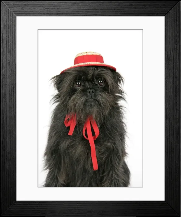 Framed Print : DOG. Affenpinscher with hat Framed Print : DOG. Affenpinscher with hat
