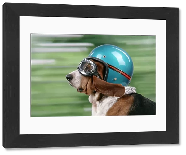 DOG. Basset hound wearing goggles & helmet