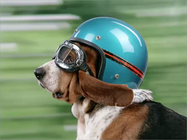 DOG. Basset hound wearing goggles & helmet