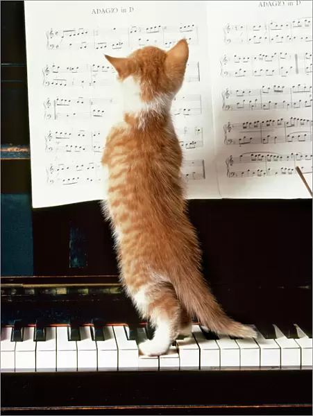Ginger Cat - kitten on piano