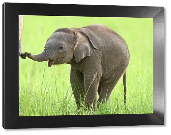 ndian  /  Asian Elephant - calf playing with mother's tail, Corbett National Park, Uttaranchal, India