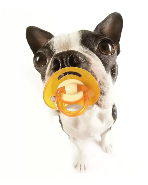 Dog - with dummy in mouth