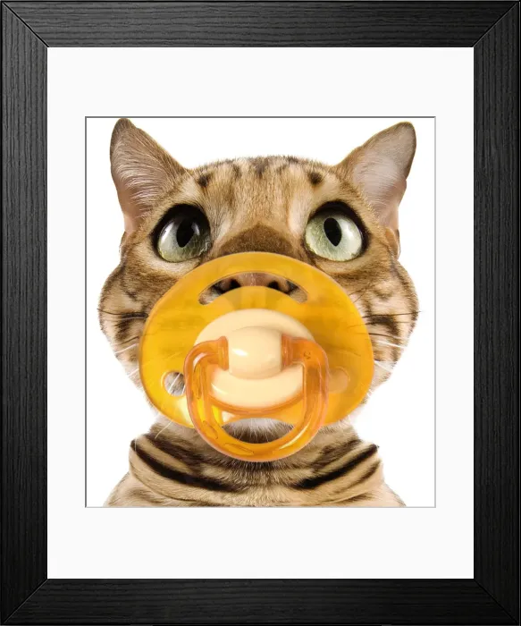 Framed Print : Bengal Brown Spotted Cat - with dummy in mouth. Fish-eye Framed Print : Bengal Brown Spotted Cat - with dummy in mouth. Fish-eye