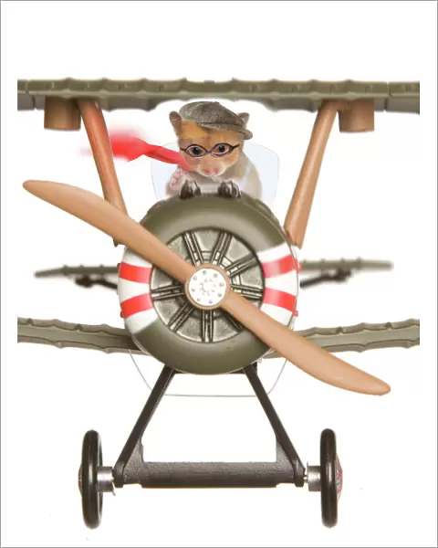 Hamster - flying aeroplane
