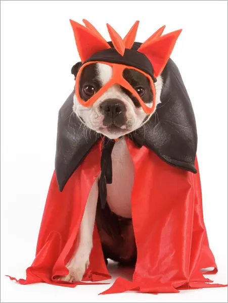 Dog - Boston Terrier wearing fancy dress  /  superhero costume