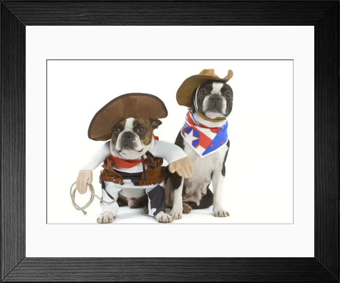 Framed Print : Dog - Boston Terrier wearing cowboy outfits Framed Print : Dog - Boston Terrier wearing cowboy outfits