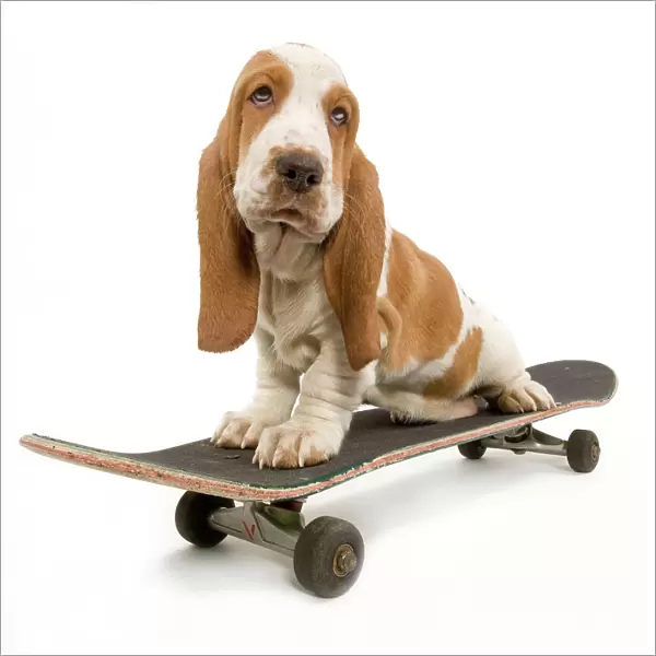 Dog - Basset Hound puppy in studio on skateboard