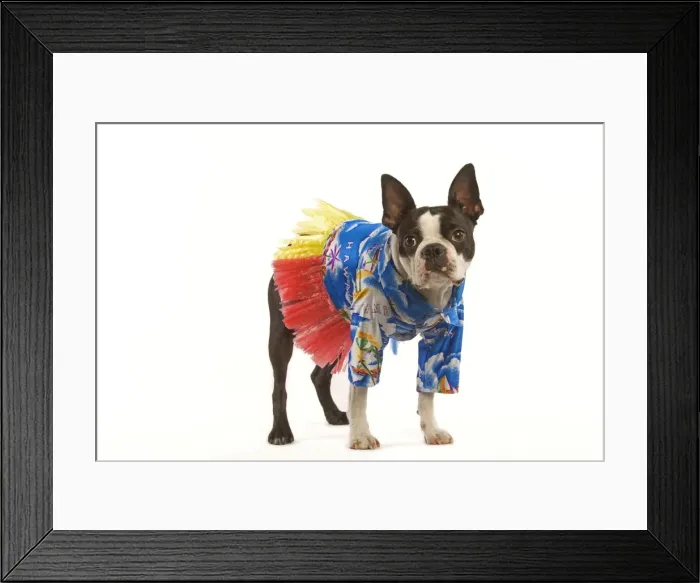 Framed Print : Dog - Boston Terrier in studio wearing Hawaii shirt and skirt Framed Print : Dog - Boston Terrier in studio wearing Hawaii shirt and skirt
