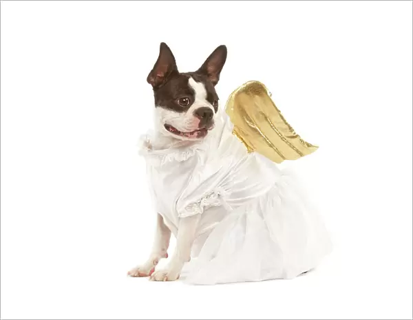 Dog - Boston Terrier dressed up in angel outfit