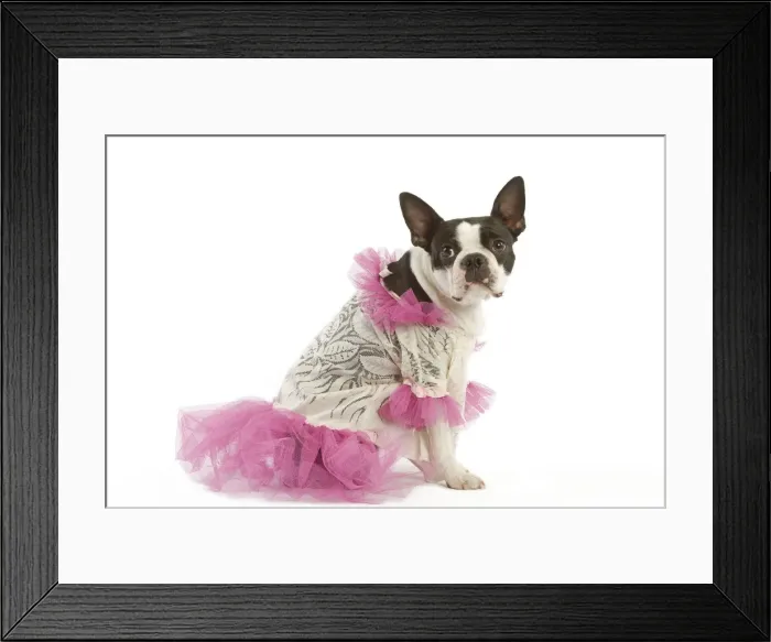 Framed Print : Dog - Boston Terrier dressed up in pink dress Framed Print : Dog - Boston Terrier dressed up in pink dress