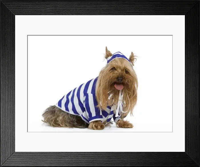 Framed Print : Dog - Yorkshire Terrier dressed up in blue and white stripey outfit Framed Print : Dog - Yorkshire Terrier dressed up in blue and white stripey outfit