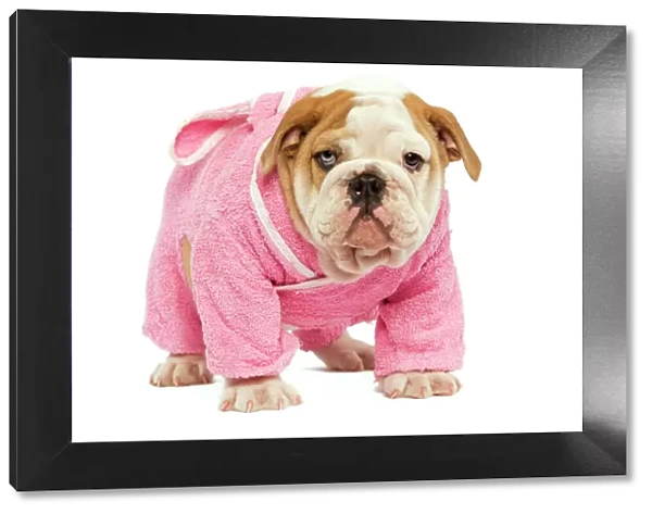 English Bulldog - in studio wearing pink dressing gown
