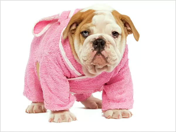English Bulldog - in studio wearing pink dressing gown