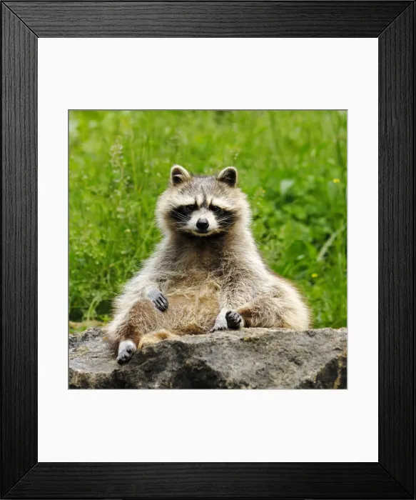 Framed Print : Waschbar Waschbr Framed Print : Waschbar Waschbr