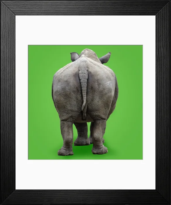 Framed Print : White Rhinoceros - view of animal from behind. Background colour changed Framed Print : White Rhinoceros - view of animal from behind. Background colour changed