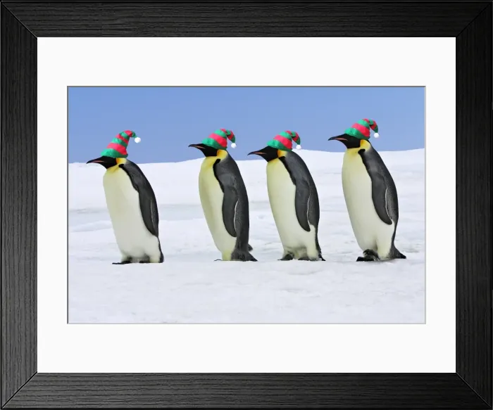 Framed Print : Emperor Penguin - four adults walking across ice, wearing hats. Snow hill island - Antarctica Framed Print : Emperor Penguin - four adults walking across ice, wearing hats. Snow hill island - Antarctica