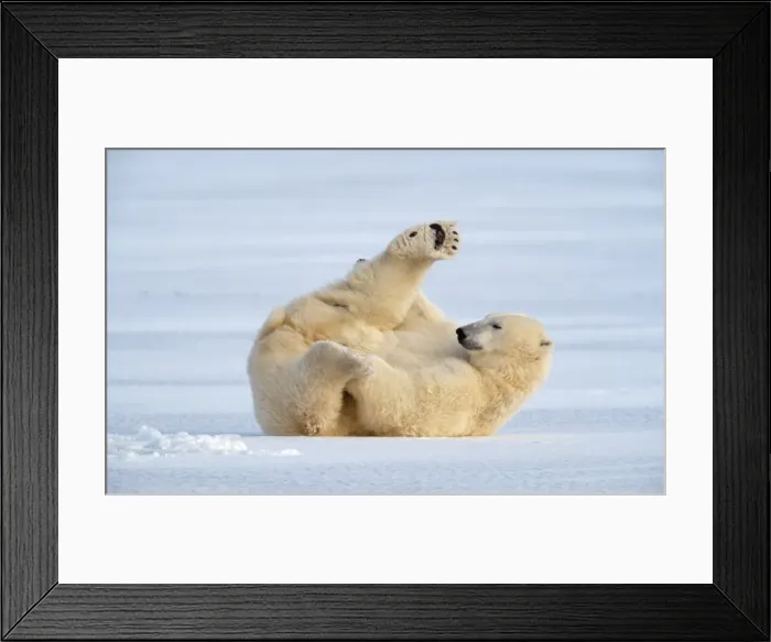 Framed Print : Polar Bear - on ice Framed Print : Polar Bear - on ice