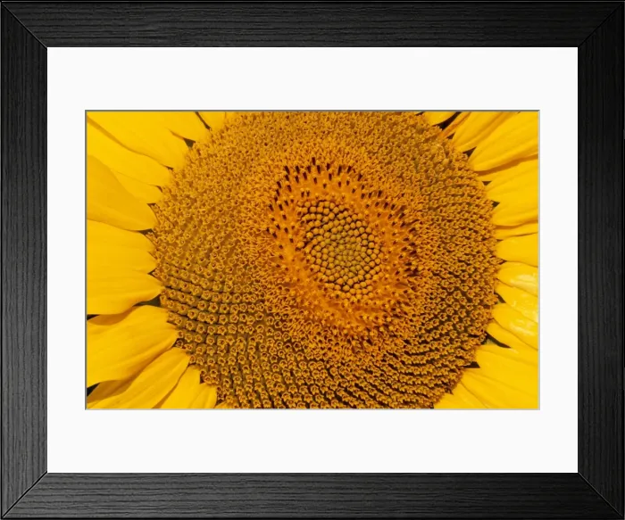 Framed Print : Sunflower - Close-up Framed Print : Sunflower - Close-up