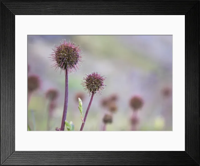 Framed Print : Greater Burnet Aceana megellanica Grytviken South Georgia PL001203 Framed Print : Greater Burnet Aceana megellanica Grytviken South Georgia PL001203