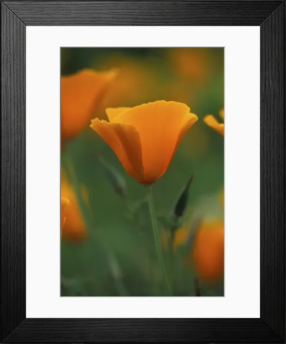 Framed Print : Californian Poppy - annual - May Cottage Garden in Kent, UK Framed Print : Californian Poppy - annual - May Cottage Garden in Kent, UK
