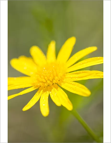 Marguerite Daisy Yellow Flower Norfolk UK