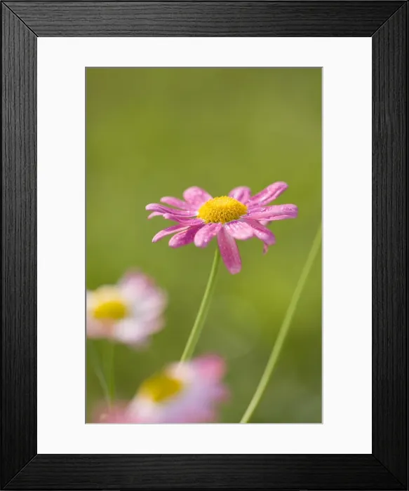 Framed Print : Marguerite Daisy Norfolk UK Framed Print : Marguerite Daisy Norfolk UK