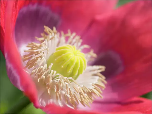 Opium Poppy Flower - Norfolk UK