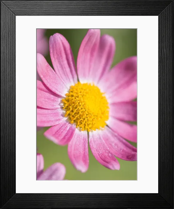 Framed Print : Marguerite Daisy Norfolk UK Framed Print : Marguerite Daisy Norfolk UK
