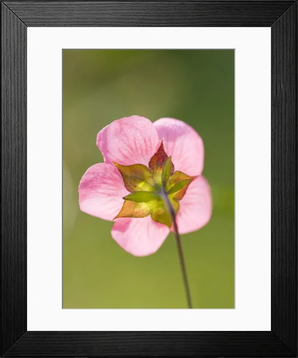 Framed Print : Cape Mallow Flower - Norfolk UK Framed Print : Cape Mallow Flower - Norfolk UK
