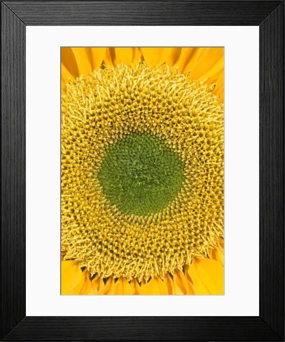 Framed Print : Sunflower. FEU-401. Sunflower. Helianthus sp. Framed Print : Sunflower. FEU-401. Sunflower. Helianthus sp.